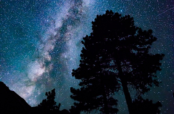 Trees Illumined by the Milky Way